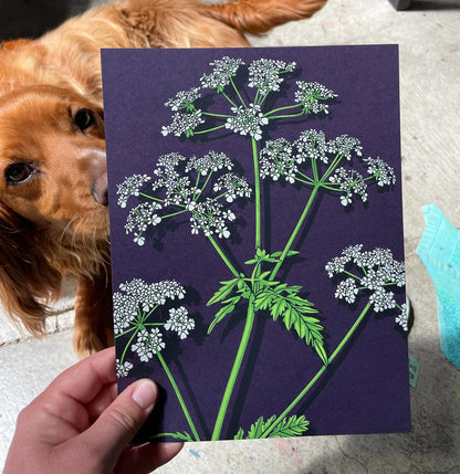 Cow Parsley Art Screen Print
