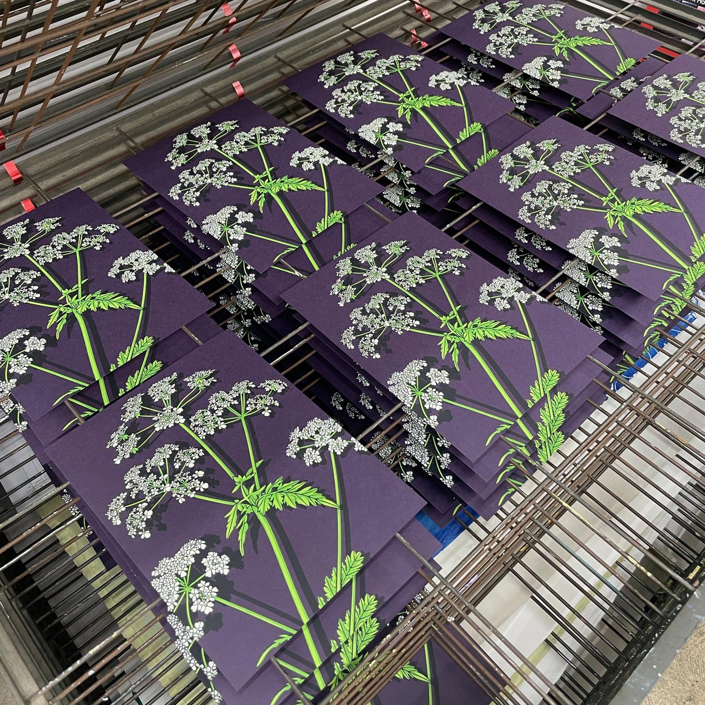 Cow Parsley Art Screen Print