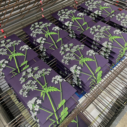 Cow Parsley Art Screen Print