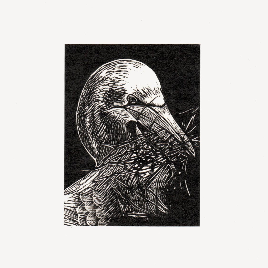 Gannet Wood Engraving Art Print
