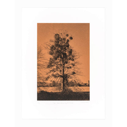 An Abundance of Mistletoe Art Screen Print