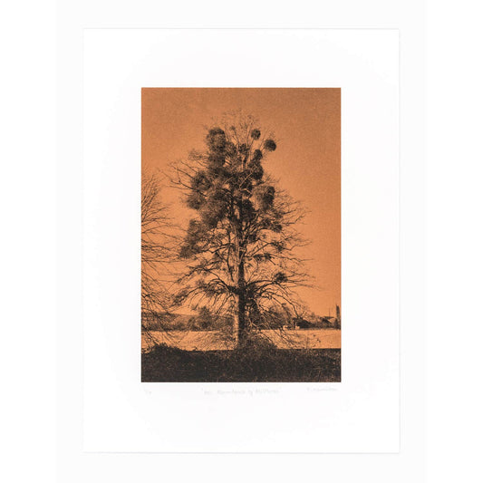 An Abundance of Mistletoe Art Screen Print