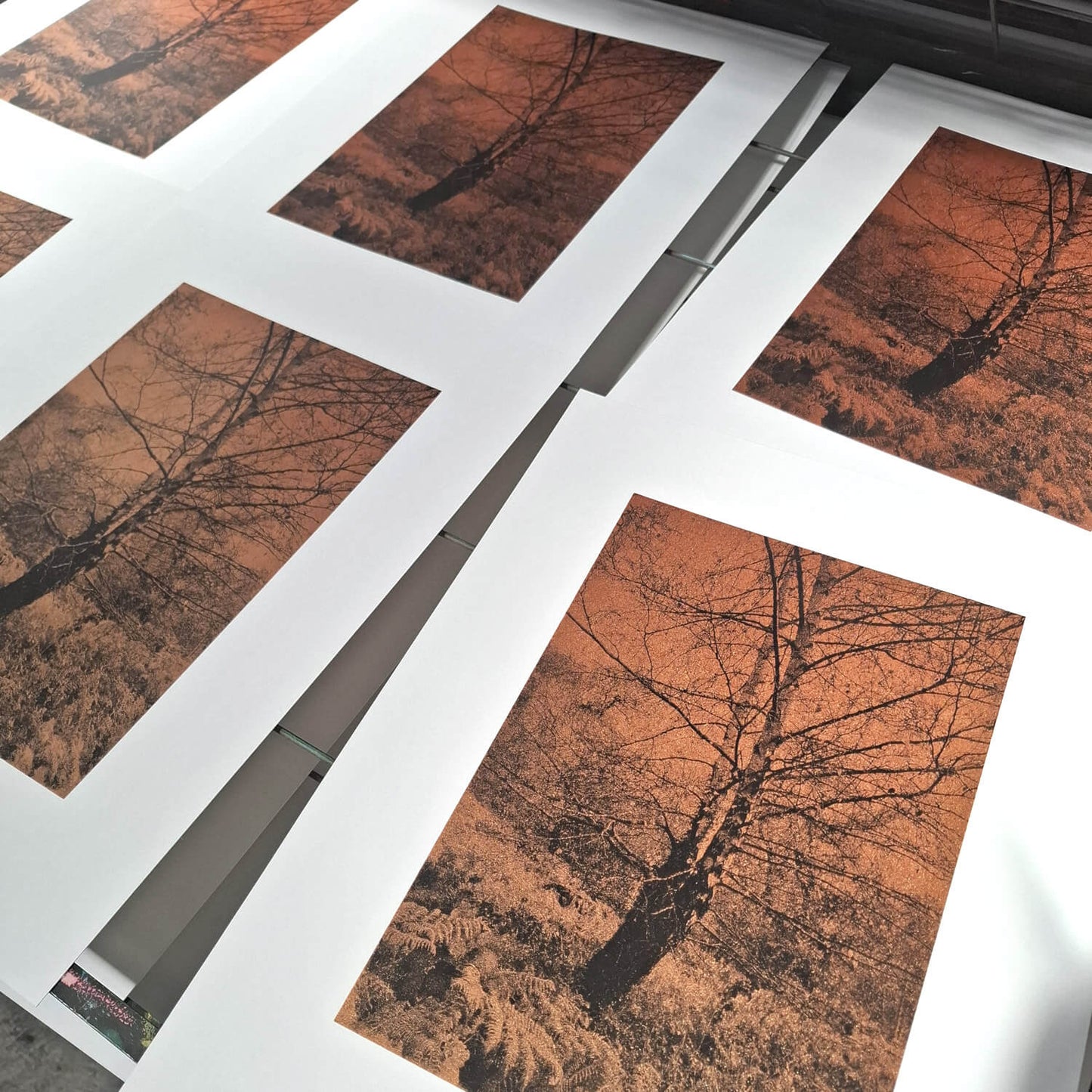 Silver Birch in Autumn Art Screen Print