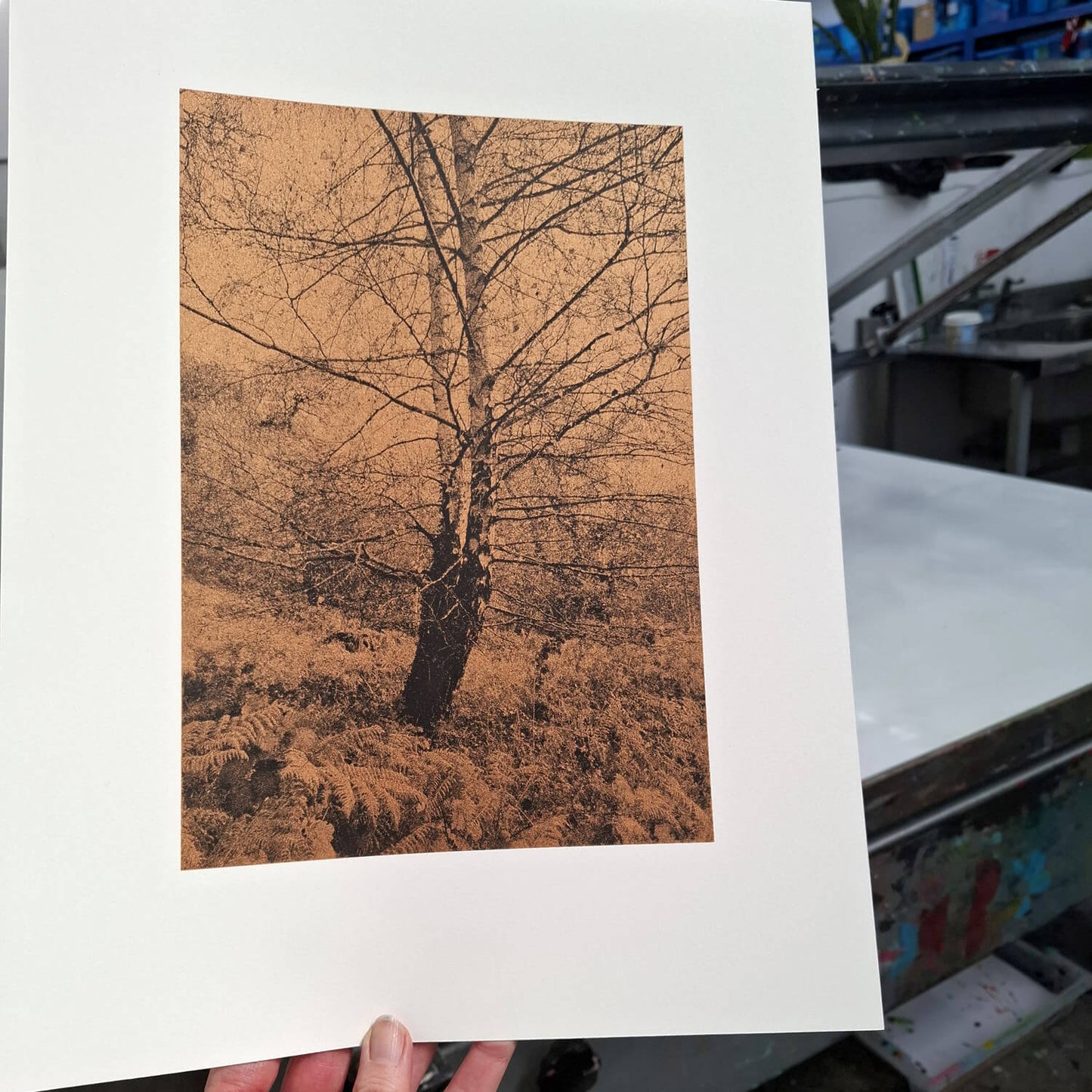 Silver Birch in Autumn Art Screen Print