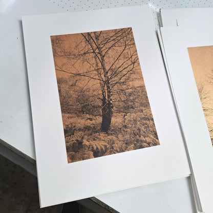 Silver Birch in Autumn Art Screen Print