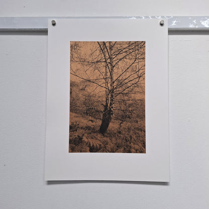 Silver Birch in Autumn Art Screen Print