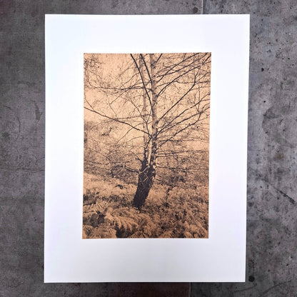 Silver Birch in Autumn Art Screen Print