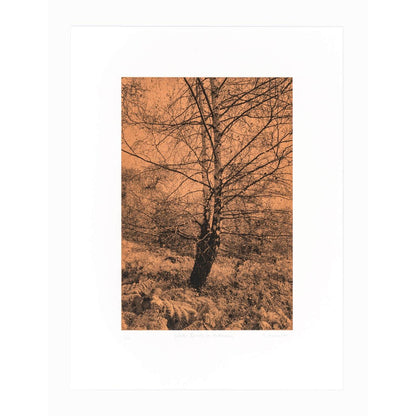 Silver Birch in Autumn Art Screen Print