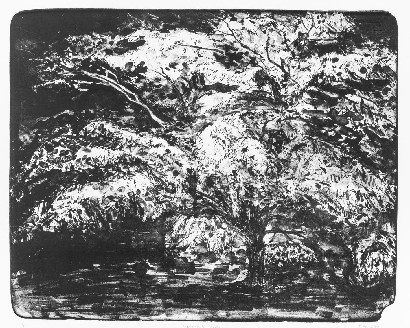 Westonbirt Maple original limited edition stone lithographic art print of an Acer tree in Westonbirt Arboretum by Fiona Hamilton. 