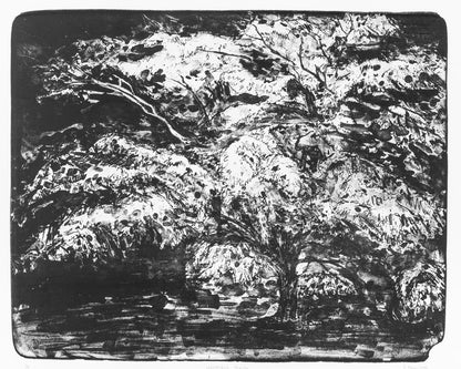 Westonbirt Maple original limited edition stone lithographic art print of an Acer tree in Westonbirt Arboretum by Fiona Hamilton. 