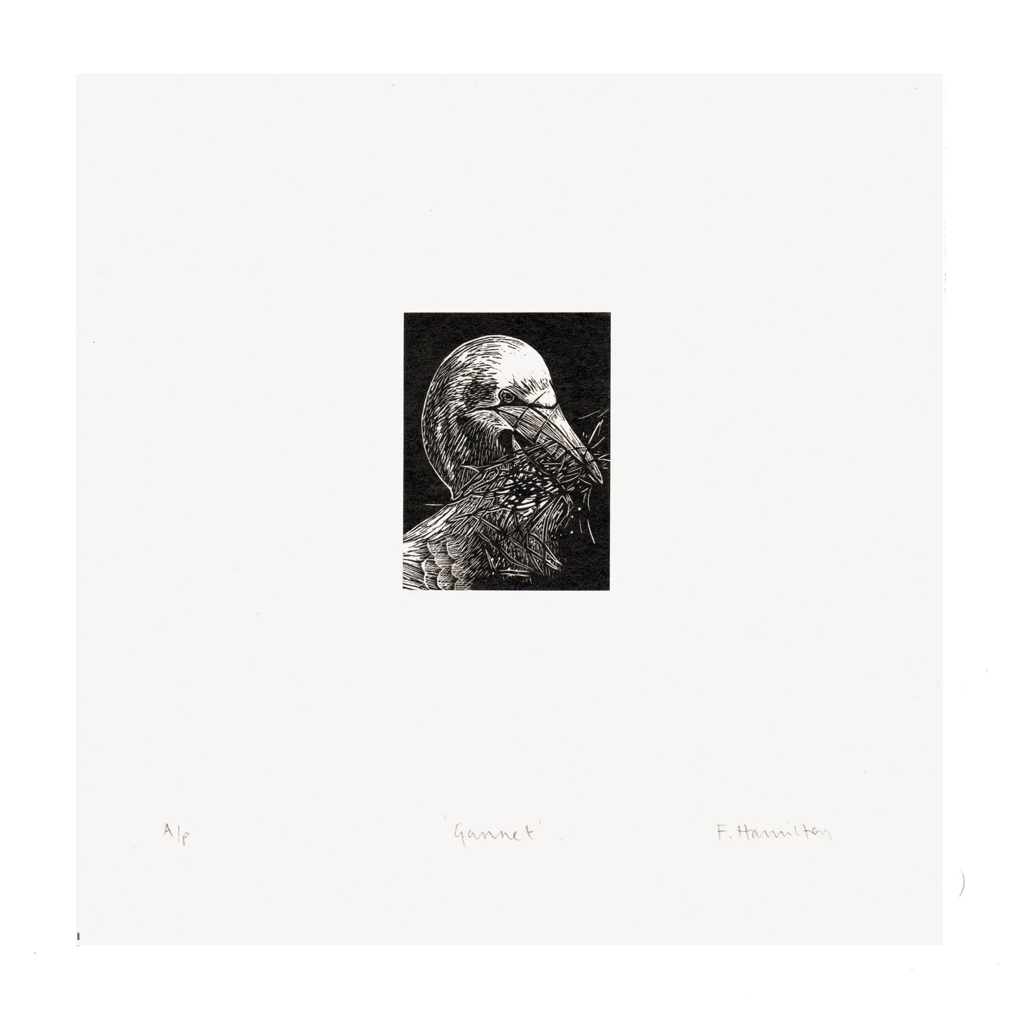 Gannet Wood Engraving Art Print