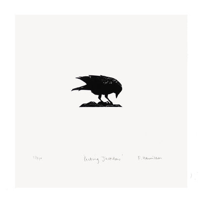 Pecking Jackdaw Print