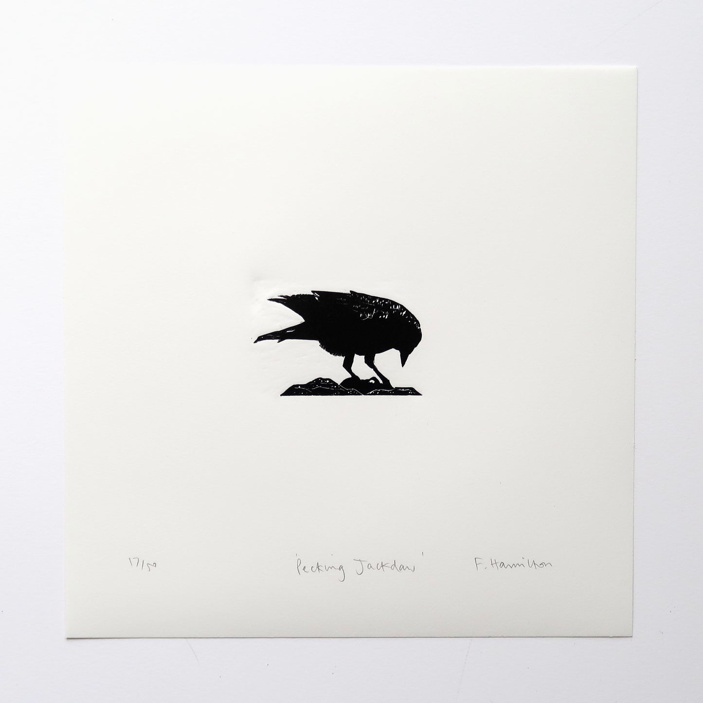 Pecking Jackdaw Print