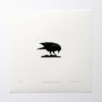 Pecking Jackdaw Print