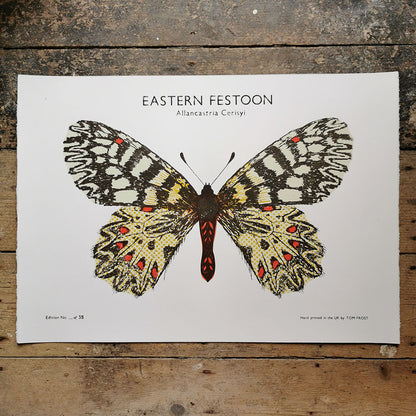Eastern Festoon Butterfly Print