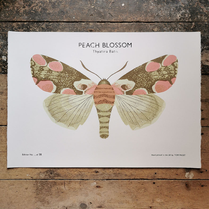 Peach Blossom Moth Print