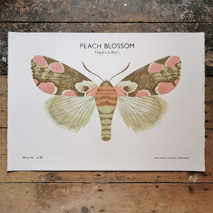Peach Blossom Moth Print