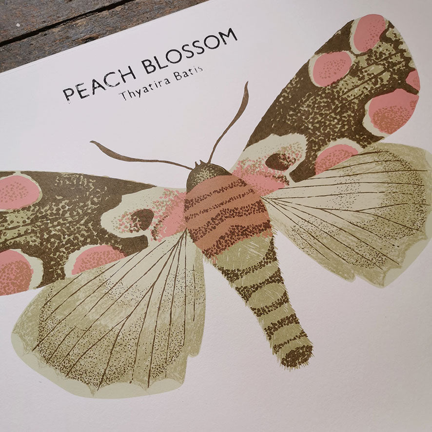 Peach Blossom Moth Print
