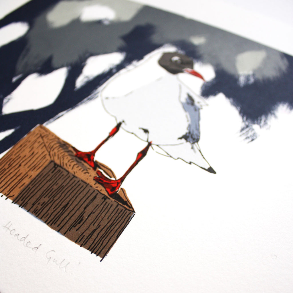Black Headed Gull print by Fiona Hamilton