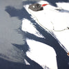 Black Headed Gull print by Fiona Hamilton