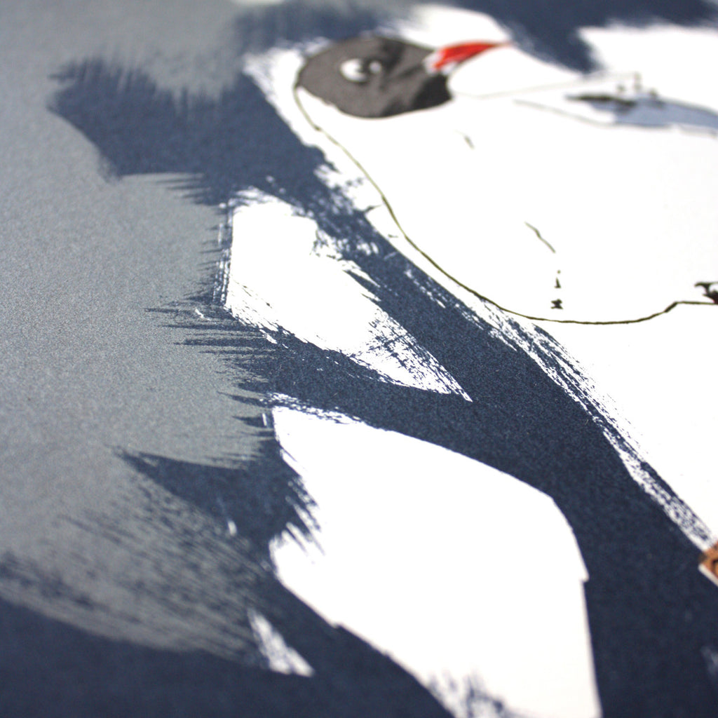 Black Headed Gull print by Fiona Hamilton