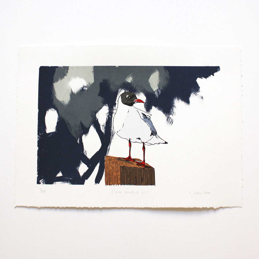 Black Headed Gull print by Fiona Hamilton