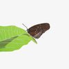 Butterfly print by Fiona Hamilton