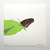 Butterfly print by Fiona Hamilton