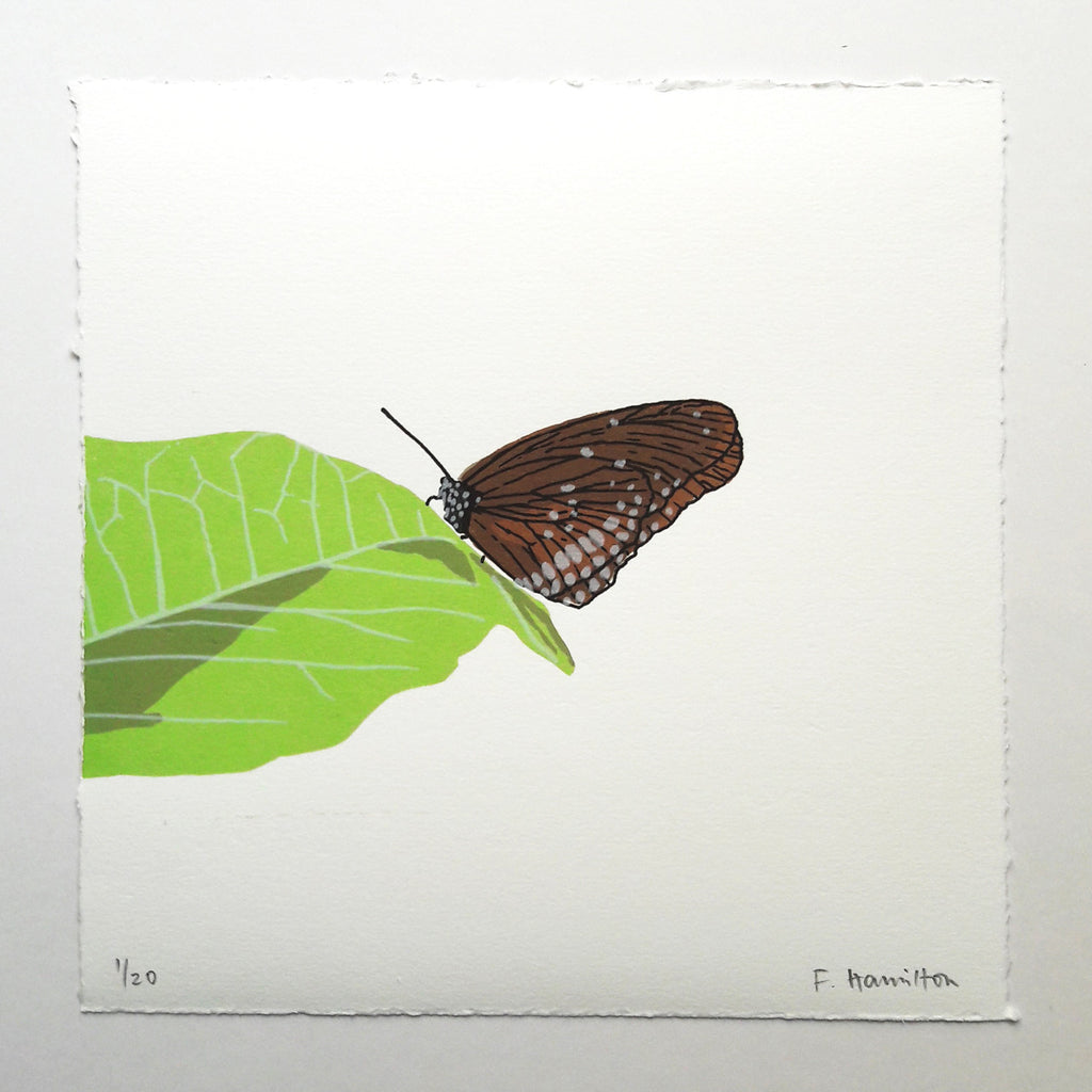 Butterfly print by Fiona Hamilton