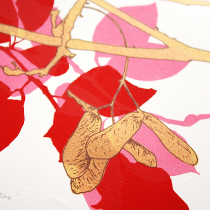 Sycamore Red print by Fiona Hamilton
