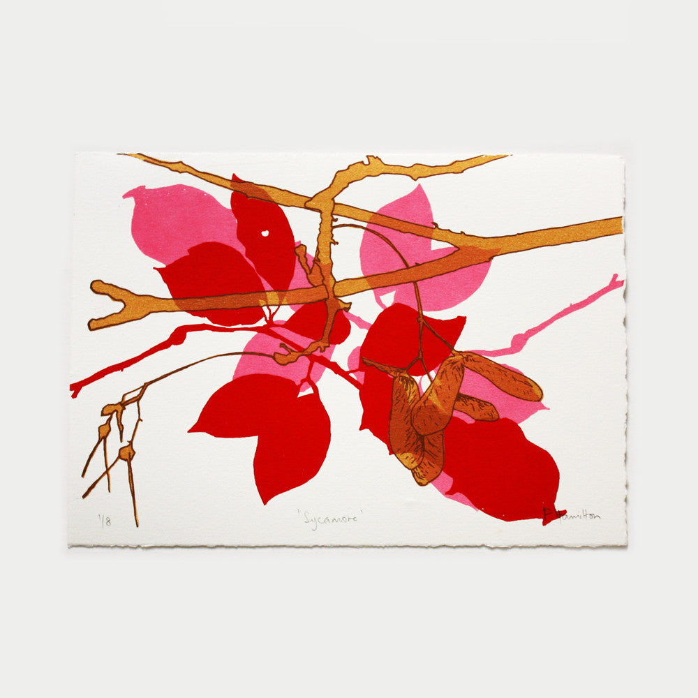 Sycamore Red print by Fiona Hamilton